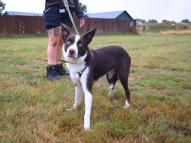 Border Collie for adoption in Uxbridge, London – 1 year old - Image 2 of 2
