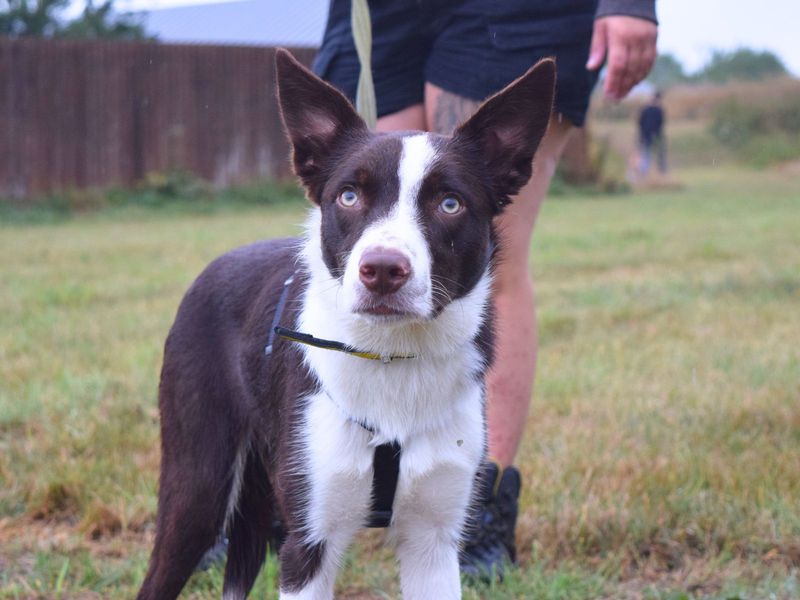Border Collie for adoption in Uxbridge, London – 1 year old