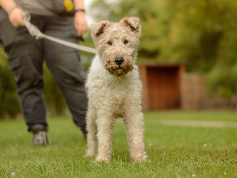 Moxie | Terrier (Fox Wire) | Kenilworth (West Midlands) - 1