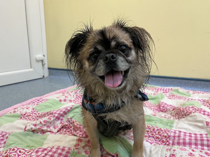 Chihuahua for adoption in Ilfracombe, North Devon – 4 years old - Image 2 of 4