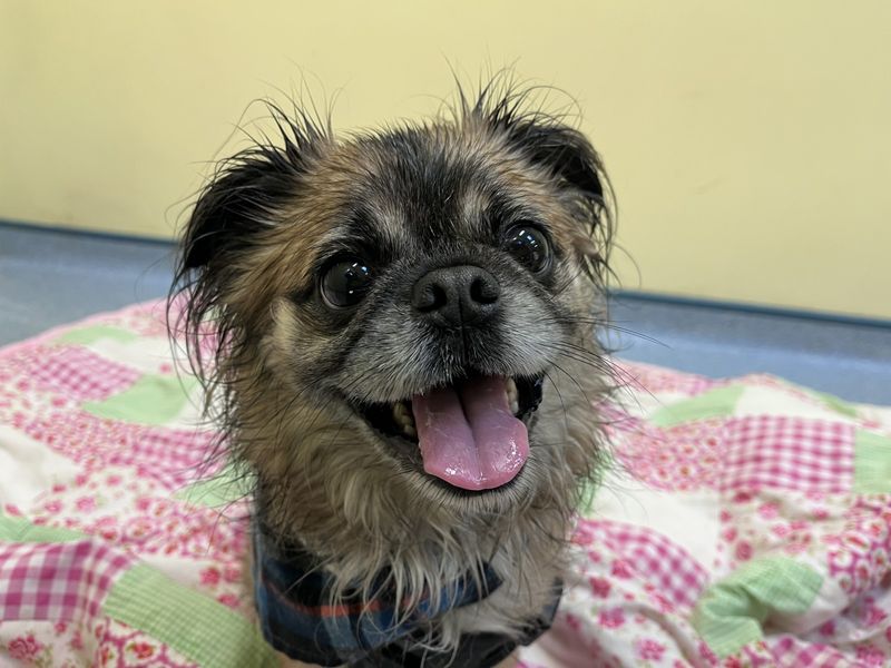 Chihuahua for adoption in Ilfracombe, North Devon – 4 years old