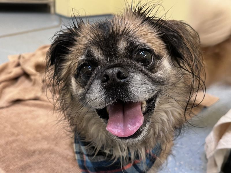 Pug Dog Cross Breeds: Discover Unique Hybrids