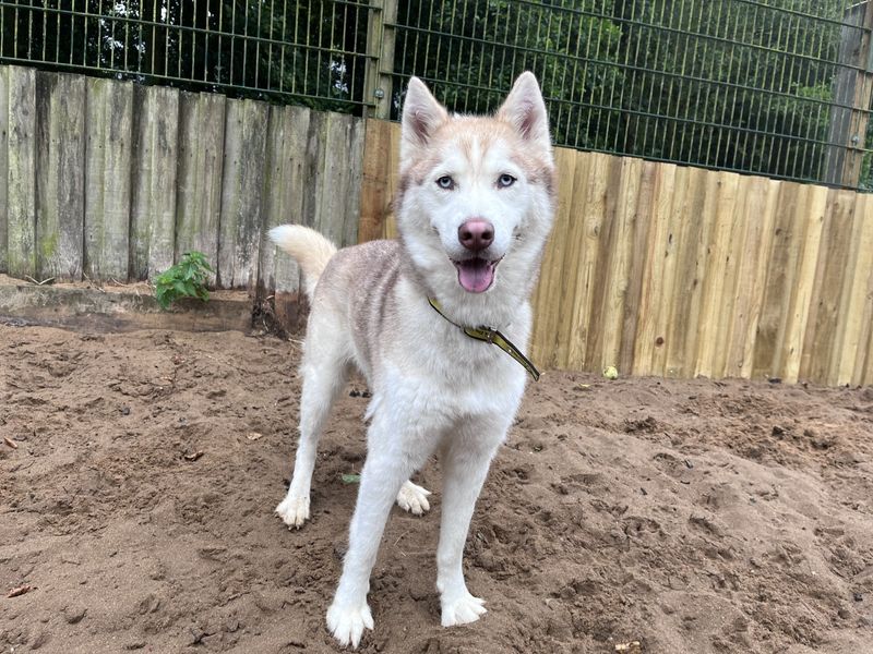 Siberian Husky for adoption in Ilfracombe, North Devon – 4 years old - Image 2 of 5