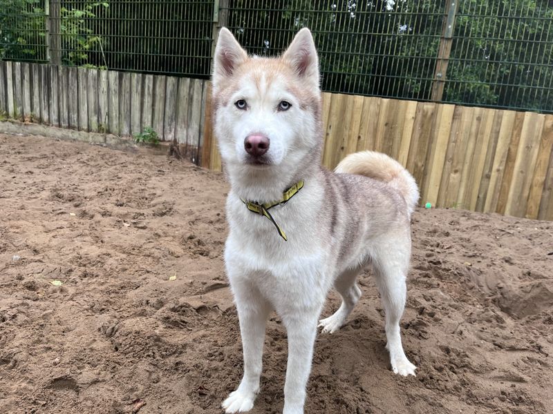 Siberian Husky for adoption in Ilfracombe, North Devon – 4 years old