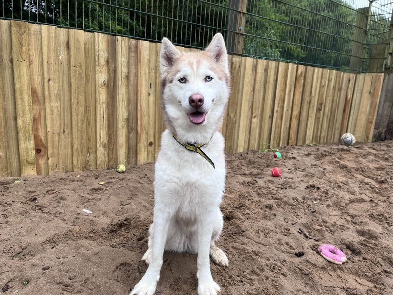 Siberian Husky for adoption in Ilfracombe, North Devon – 4 years old - Image 5 of 5