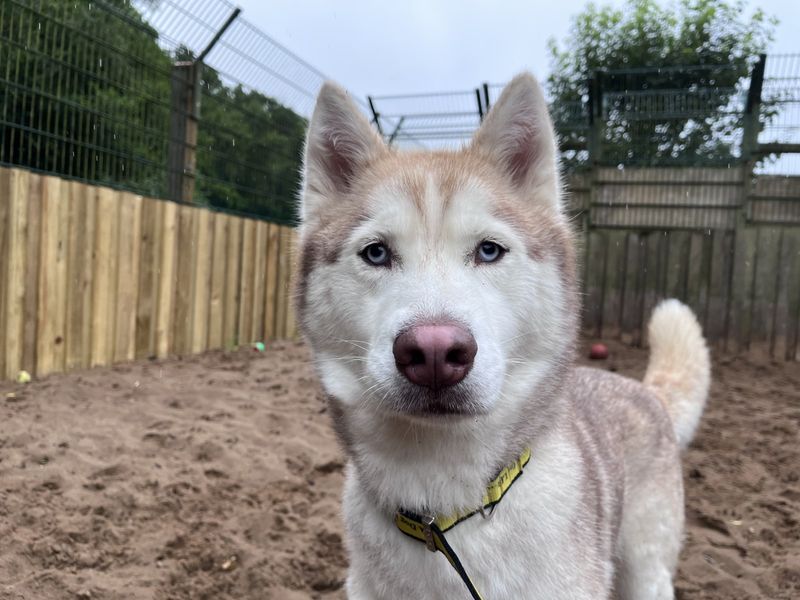 Siberian Husky for adoption in Ilfracombe, North Devon – 4 years old - Image 3 of 5