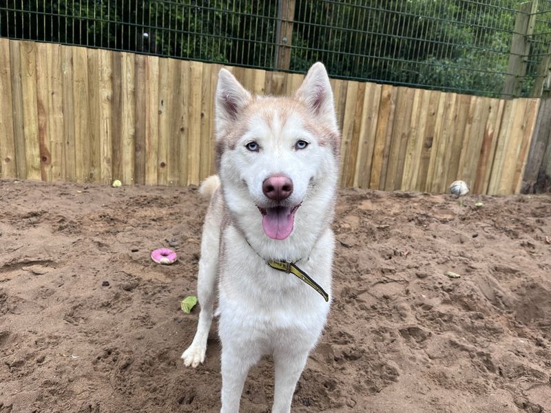 Siberian Husky for adoption in Ilfracombe, North Devon – 4 years old - Image 4 of 5