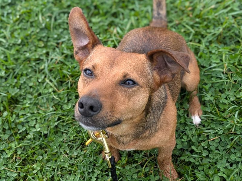 Jack Russell Terrier for adoption in Shoreham by Sea, West Sussex – 1 year old