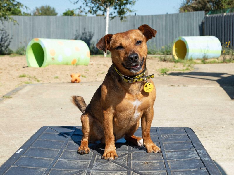 Ruggin | Terrier (Jack Russell) | Shoreham (Sussex) - 1