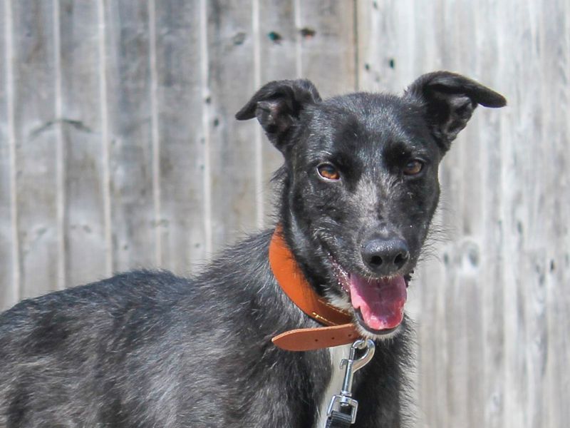 undefined | Lurcher | undefined - 4