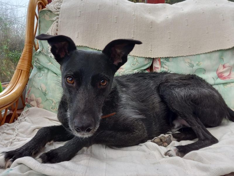 undefined | Lurcher | undefined - 6