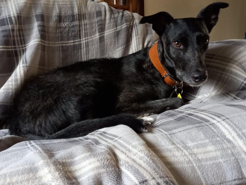 undefined | Lurcher | undefined - 8