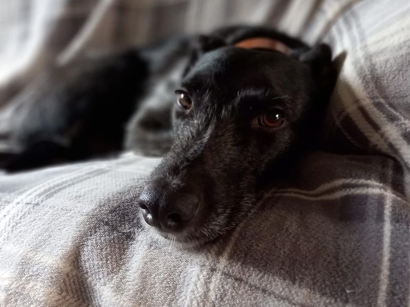 undefined | Lurcher | undefined - 11