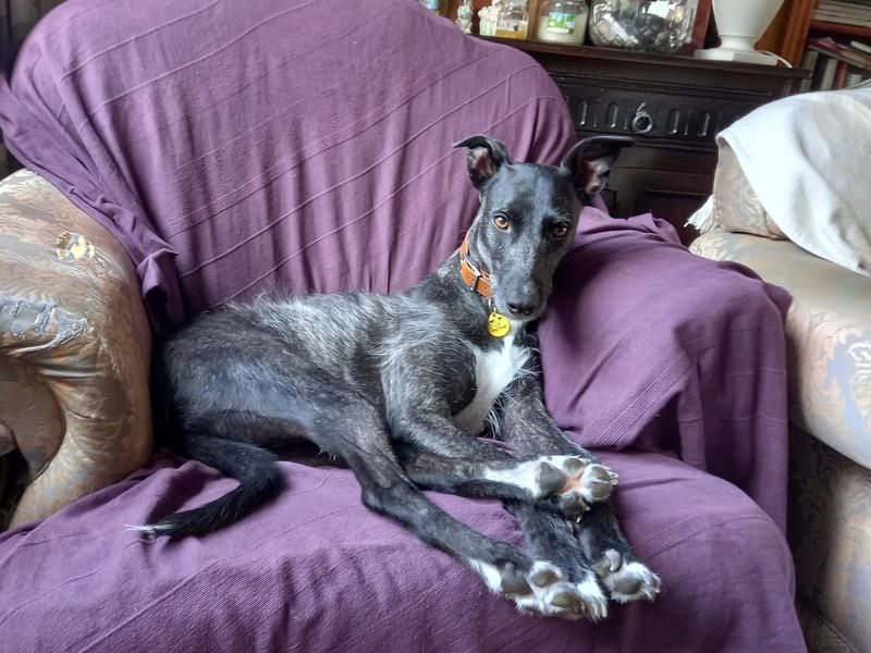 undefined | Lurcher | undefined - 3