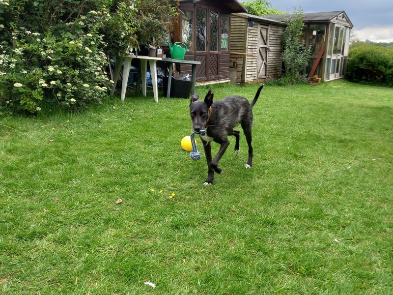 undefined | Lurcher | undefined - 7