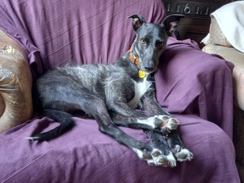 Trinket | Lurcher | Evesham (Worcestershire) - 7