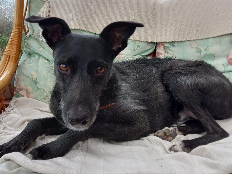 Trinket | Lurcher | Evesham (Worcestershire) - 6