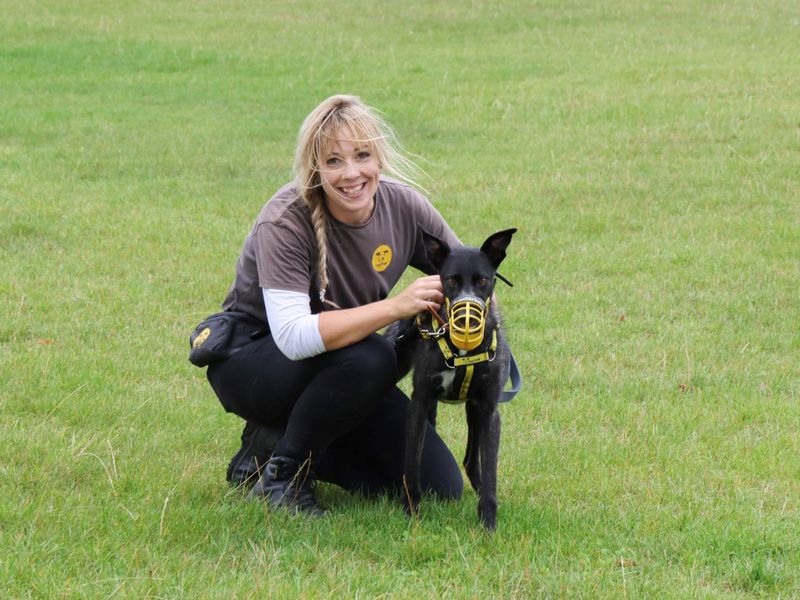 Trinket | Lurcher | Evesham (Worcestershire) - 9