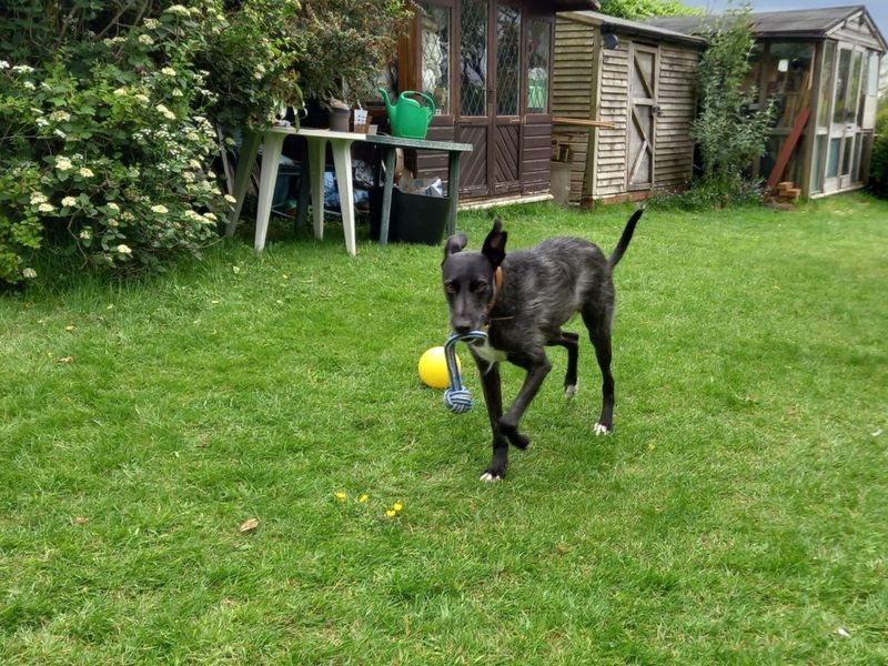 Trinket | Lurcher | Evesham (Worcestershire) - 4