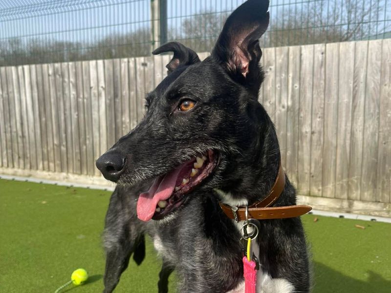 Trinket | Lurcher | Evesham (Worcestershire) - 5