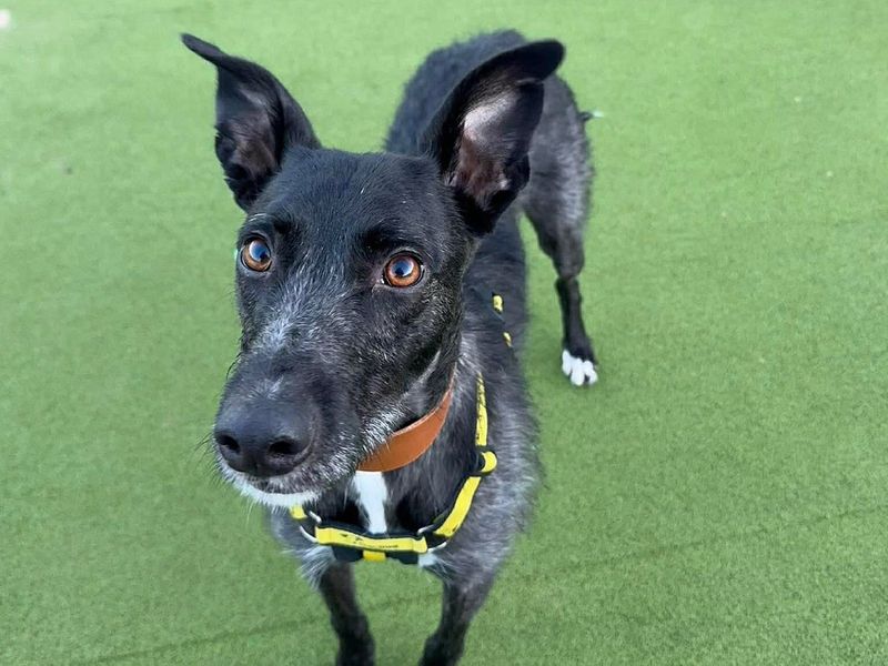 Trinket | Lurcher | Evesham (Worcestershire) - 8