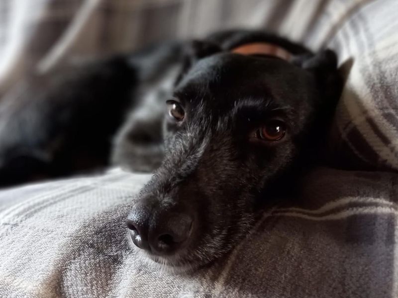 Trinket | Lurcher | Evesham (Worcestershire) - 1