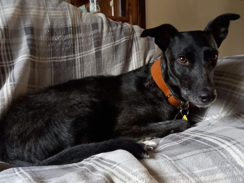 Trinket | Lurcher | Evesham (Worcestershire) - 10