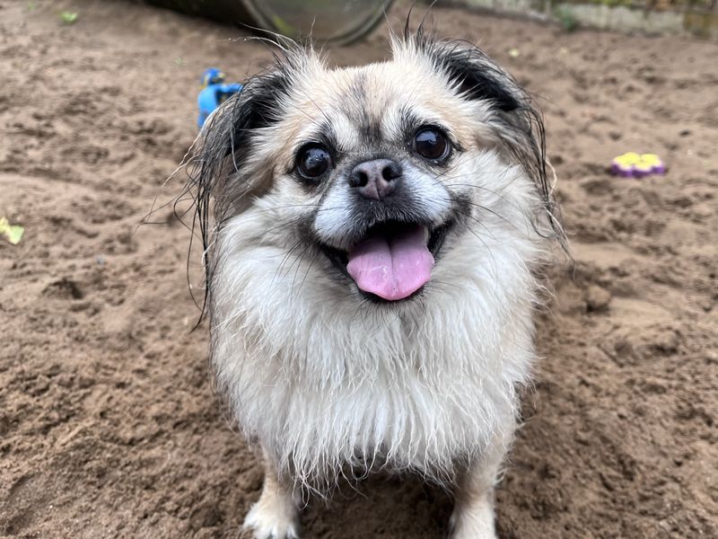 Chihuahua for adoption in Ilfracombe, North Devon – 4 years old - Image 2 of 3