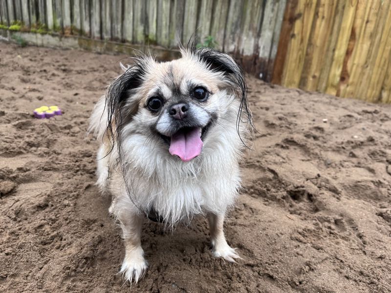 Chihuahua for adoption in Ilfracombe, North Devon – 4 years old