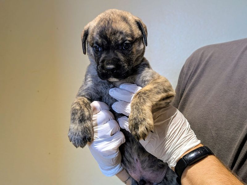 Mastiff Dogs And Puppies For Adoption