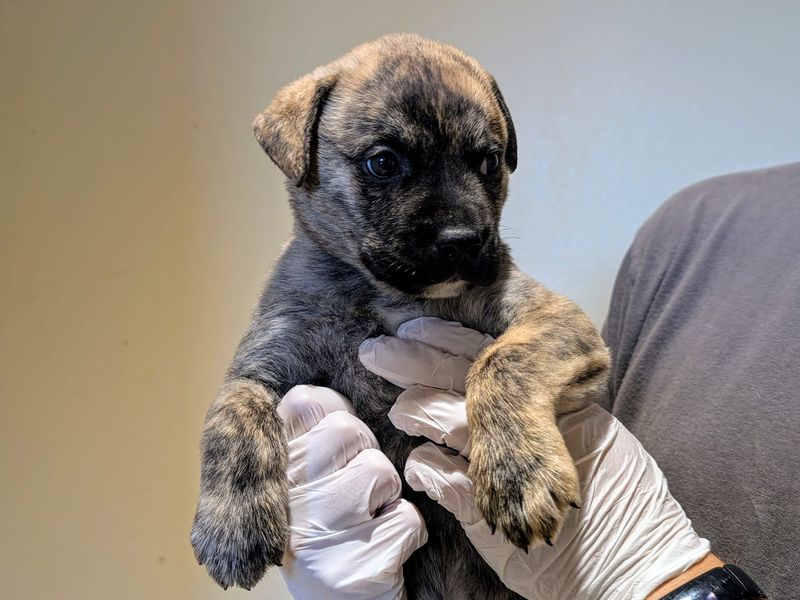 American Bulldog for adoption in Cardiff, Glamorgan – 12 weeks old - Image 2 of 2