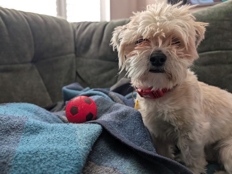Ned, a Unknown old male Maltese available for adoption from Dogs Trust in Harefield, Greater London