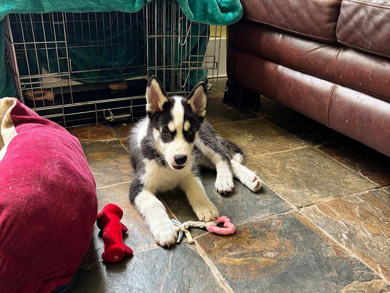 Siberian Husky for adoption in Evesham, Worcestershire – 11 weeks old