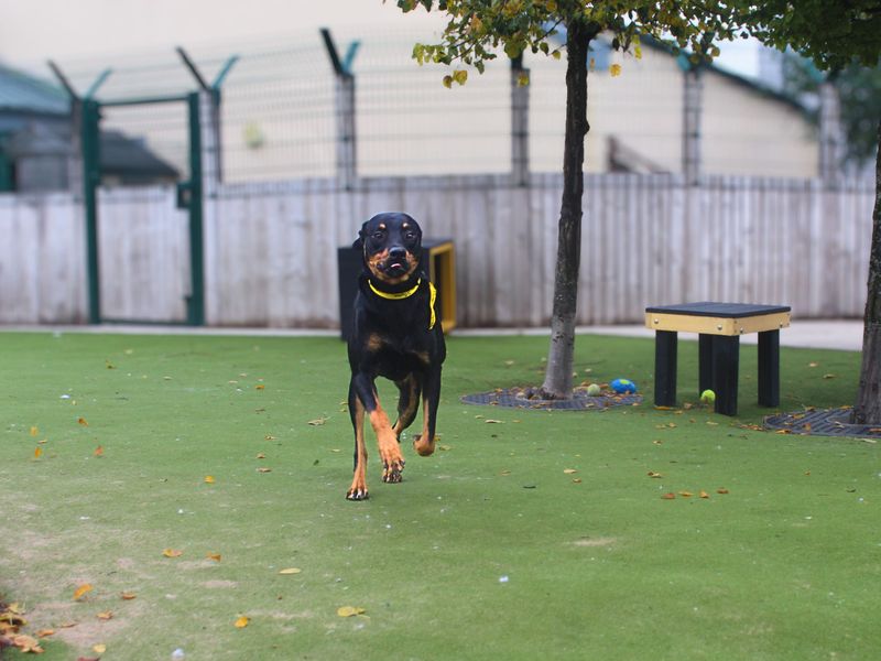 Rottweiler for adoption in Manchester, Greater Manchester – 1 year old - Image 2 of 4