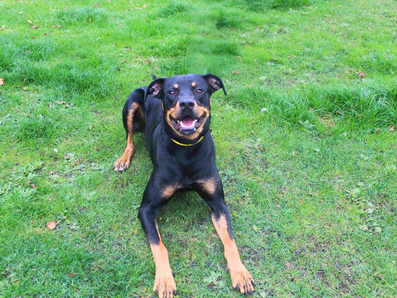 Rottweiler for adoption in Manchester, Greater Manchester – 1 year old - Image 4 of 4