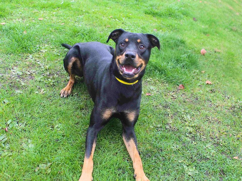 Rottweiler for adoption in Manchester, Greater Manchester – 1 year old - Image 3 of 4