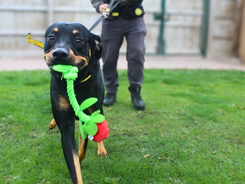 Rottweiler for adoption in Manchester, Greater Manchester – 1 year old