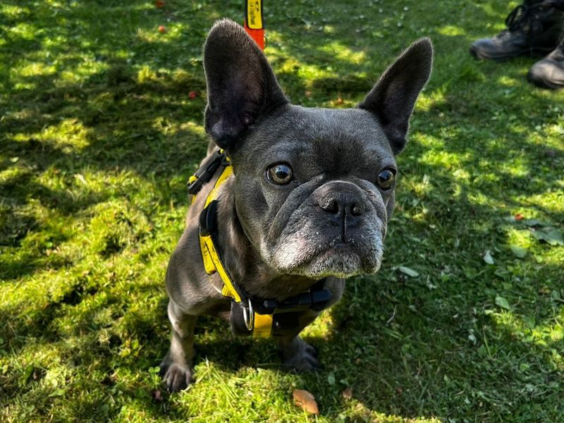 French Bulldog for adoption in Chestfield, Kent – 3 years old - Image 3 of 3