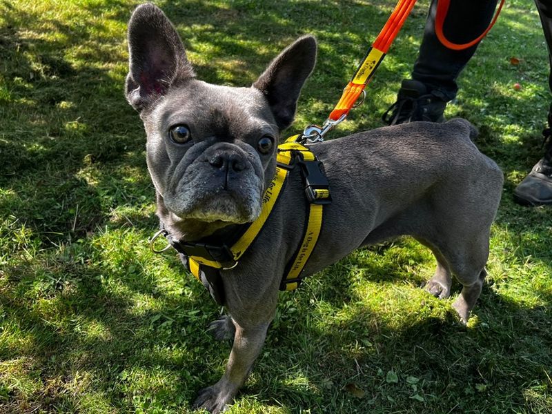 French Bulldog for adoption in Chestfield, Kent – 3 years old - Image 2 of 3