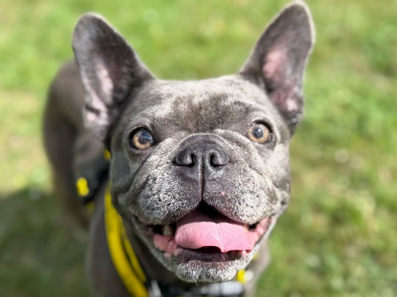 French Bulldog for adoption in Chestfield, Kent – 3 years old