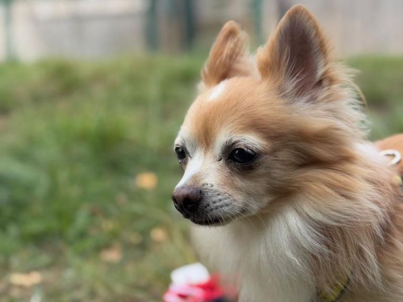 Chihuahua for adoption in Telford, Shropshire – 11 years old
