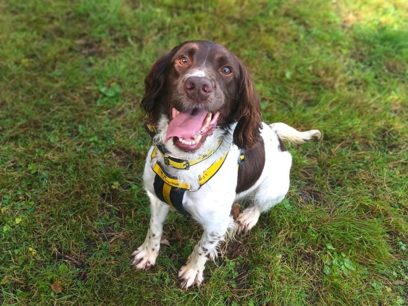 Springer Spaniel for adoption in Ballymena, Co Antrim – 5 years old