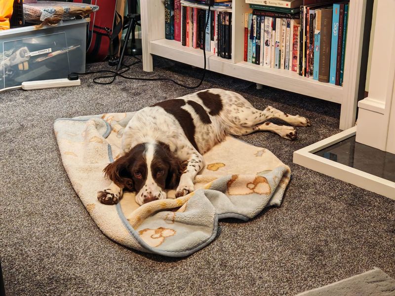 Springer Spaniel for adoption in Ballymena, County Antrim – 6 years old - Image 5 of 6