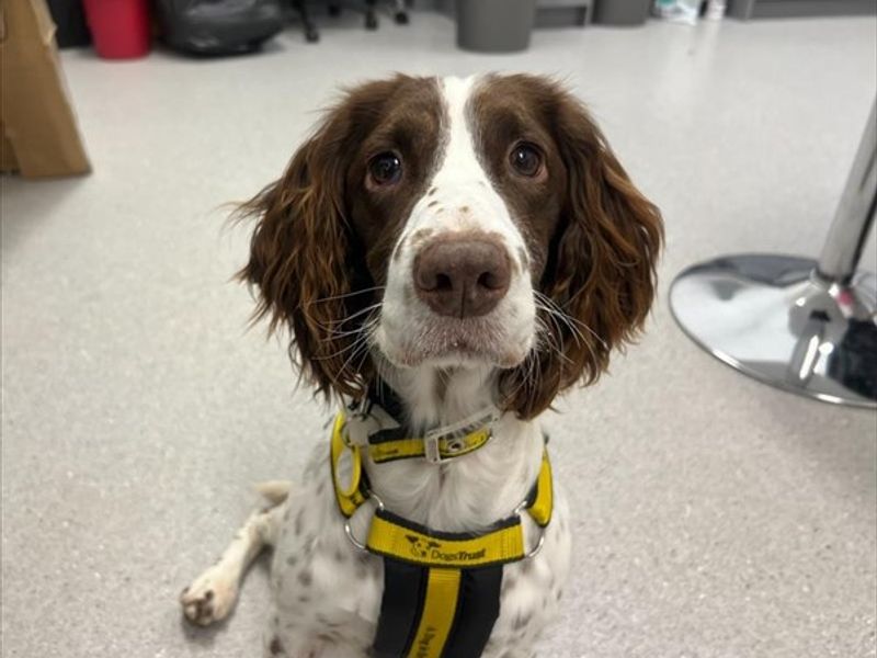 Springer Spaniel for adoption in Ballymena, County Antrim – 6 years old - Image 4 of 6