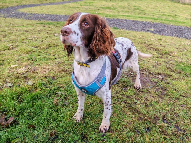Daisy Moo | Spaniel (English Springer) | Ballymena (Northern Ireland) - 1