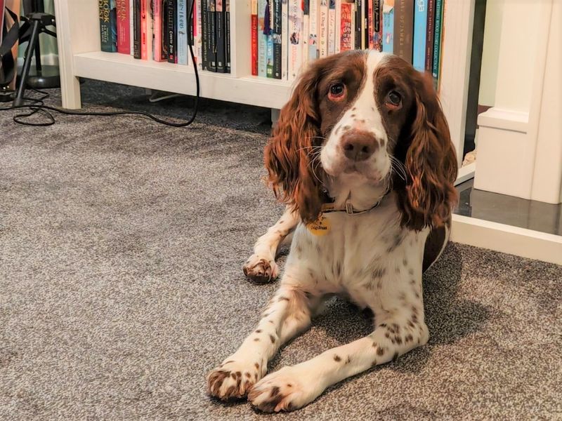 Daisy Moo | Spaniel (English Springer) | Ballymena (Northern Ireland) - 1