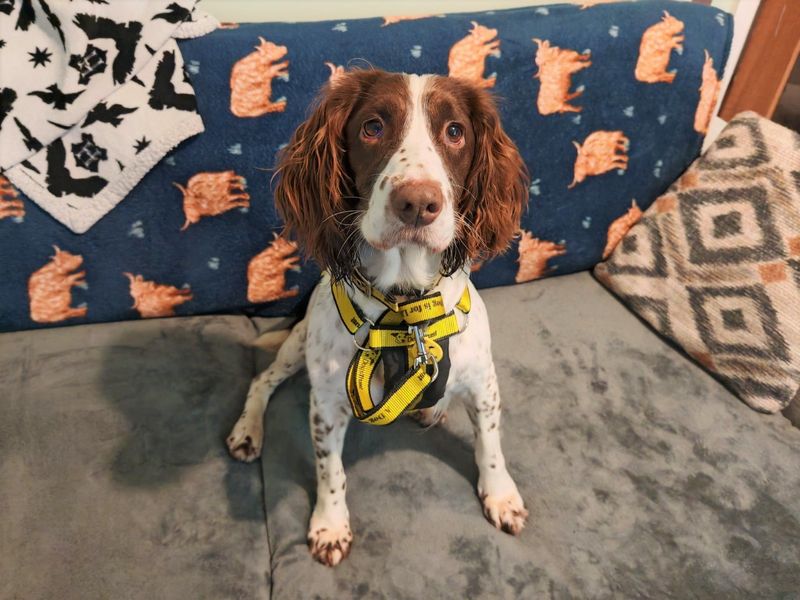 Springer Spaniel for adoption in Ballymena, County Antrim – 6 years old - Image 6 of 6
