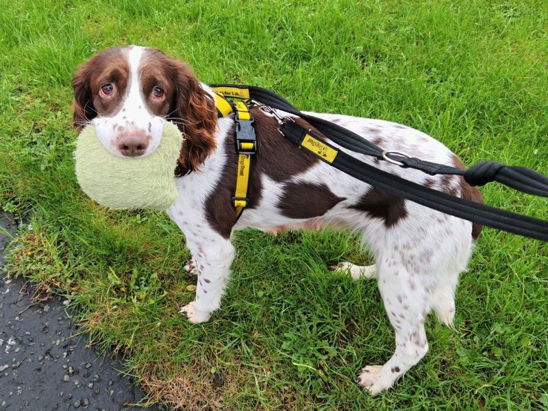 Springer Spaniel for adoption in Ballymena, County Antrim – 6 years old - Image 3 of 6