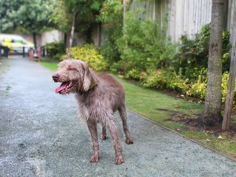 Chamber | Terrier (Bedlington) Cross | Manchester - 1