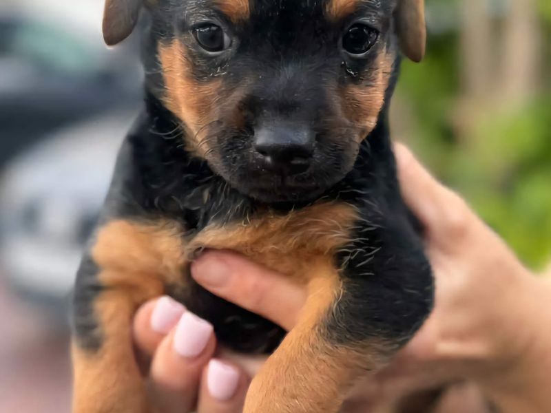 Jack | Crossbreed | Salisbury (Wiltshire) - 1
